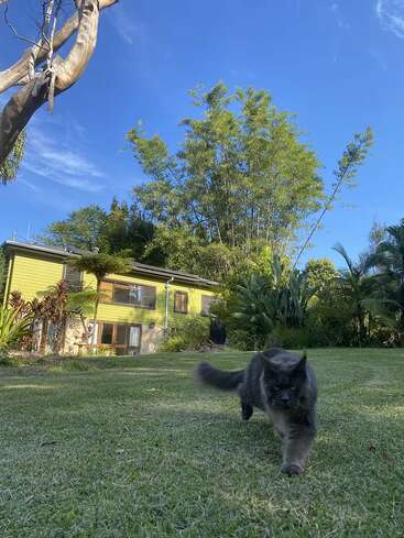 Um gato cinza e fofinho caminha pela grama verde em frente a uma casa colorida, cercada por árvores e plantas exuberantes, sob um céu azul brilhante.