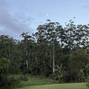 Uma paisagem serena exibe árvores altas e verdes, grama exuberante e um céu parcialmente nublado. A lua é visível acima das copas das árvores, criando uma cena tranquila.