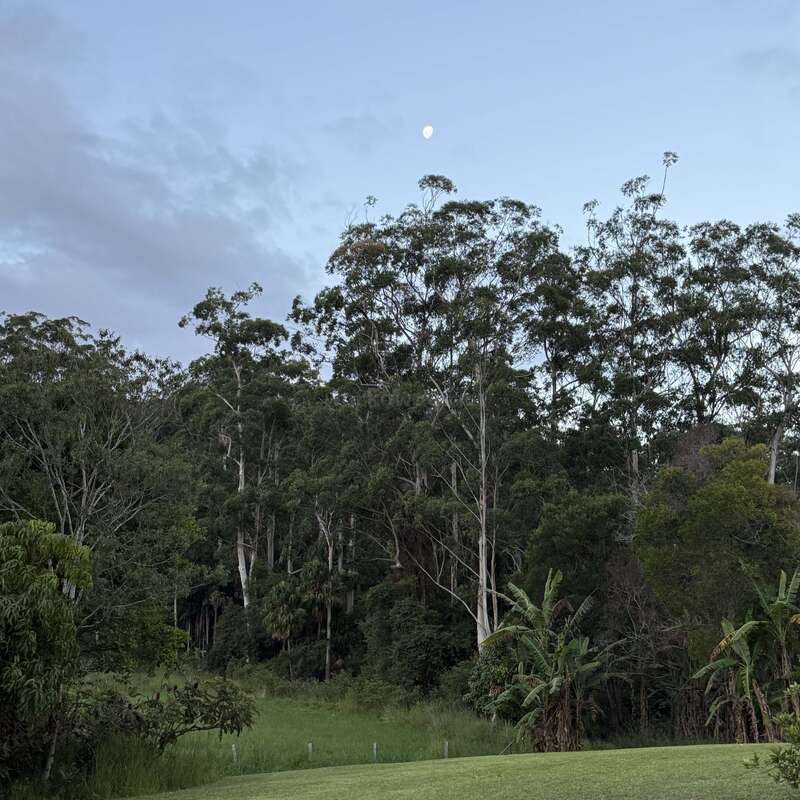 Uma paisagem serena exibe árvores altas e verdes, grama exuberante e um céu parcialmente nublado. A lua é visível acima das copas das árvores, criando uma cena tranquila.