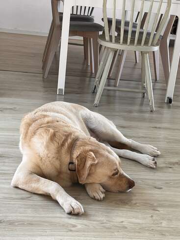 A golden labrador dog lies comfortably on a wooden floor inside a room, resting near a white table and several mismatched chairs in the background.