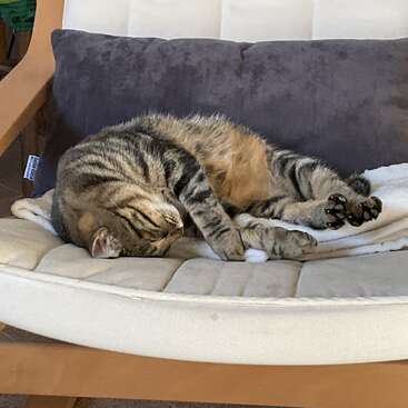 Un gato atigrado duerme cómodamente en una silla acolchada, acurrucado contra una almohada oscura, con aspecto relajado y acogedor en un apacible entorno hogareño.