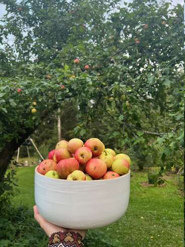 A hand holds a large white bowl filled with freshly picked apples, with an apple tree laden with fruit in a lush green garden in the background.