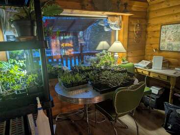 El acogedor interior de una cabaña de madera, con una mesa redonda llena de plantones, plantas bajo luces de cultivo, sillas verdes, un escritorio, una lámpara de estudio y un gran ventanal.