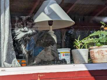 Un gato mullido, blanco y negro, está sentado en el alféizar de una ventana con los ojos cerrados, junto a una lámpara, unas macetas y un recipiente, disfrutando de la luz del sol.