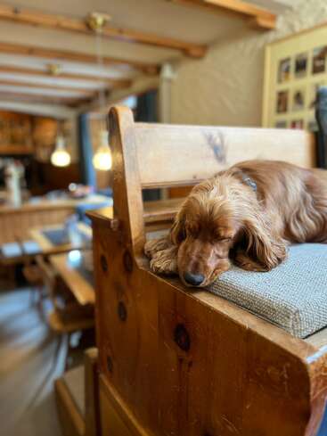 Un chien brun dort paisiblement sur un banc en bois rembourré dans une pièce confortable et chaudement éclairée, avec des poutres en bois et un décor rustique et pittoresque.