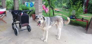 A large, friendly dog stands on a patio near a black stroller. The background shows greenery, colorful laundry, garden furniture, and outdoor play equipment.