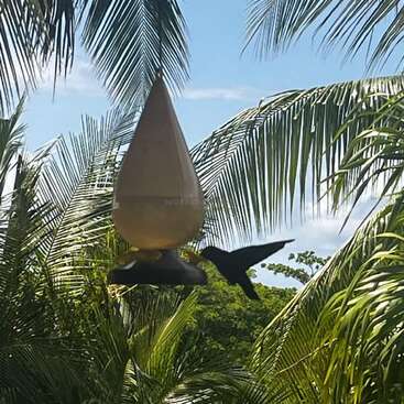 A hummingbird hovers beside a feeder surrounded by lush green palm leaves. The bright blue sky forms the backdrop, creating a tranquil tropical scene outdoors.