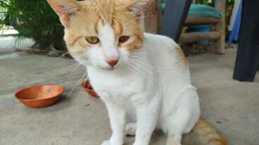 A ginger and white cat with striking yellow eyes sits on a concrete surface outdoors. Nearby, two orange bowls rest on the ground behind the cat.