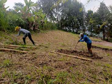 Two people are working outdoors on a grassy, sloped field. They are using tools to dig or clear the ground, surrounded by bamboo poles and greenery.