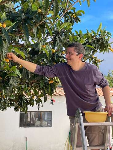 Un homme se tient sur une échelle, cueillant des fruits jaunes sur un arbre aux feuilles vertes, vêtu d'une chemise violette et d'un pantalon kaki, dans un cadre extérieur ensoleillé.