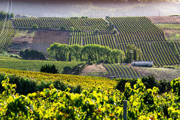 L'image représente un paysage serein de collines ondulantes et de vignobles, avec des rangées de verdure luxuriante qui s'étendent au loin, évoquant un sentiment de beauté naturelle et de tranquillité.