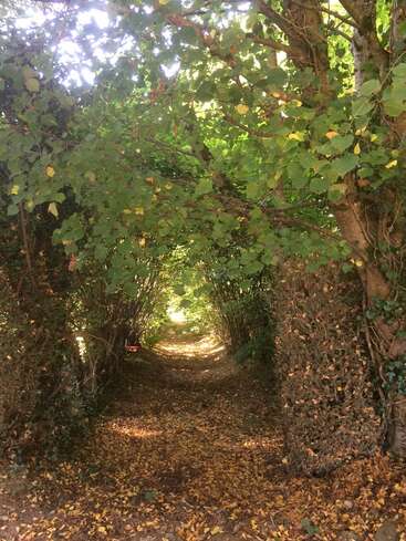 The image depicts a serene forest path, flanked by trees and vines, with a carpet of fallen leaves and sunlight filtering through the foliage above.