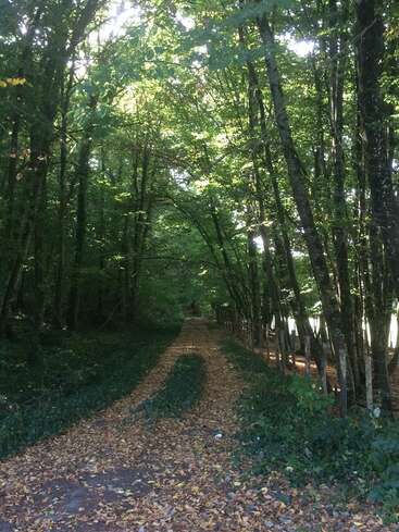 The image depicts a serene forest scene, featuring a dirt path covered in fallen leaves, flanked by trees and bushes, with sunlight filtering through the foliage.