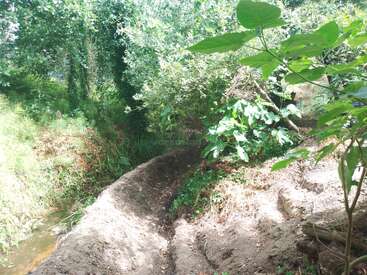 A narrow dirt path runs through a lush, green forest. Sunlight filters through trees, illuminating thick foliage, leafy plants, and a small stream nearby. Peaceful, natural scene.