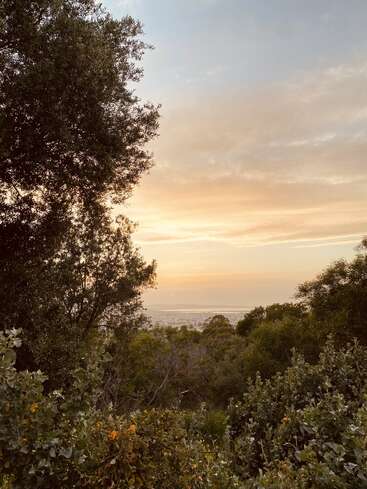 La luz dorada del sol se filtra entre densos árboles verdes, iluminando un apacible paisaje forestal. El cielo brilla suavemente con tonos naranjas y azules a medida que se acerca el atardecer, exudando tranquilidad.