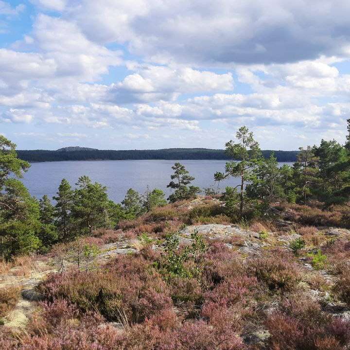 Un paisaje pintoresco con un lago al fondo, pinos, terreno rocoso y brezo púrpura bajo un cielo azul parcialmente nublado, creando una atmósfera tranquila.