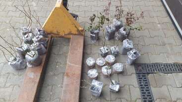 En esta imagen se ven varias plantas jóvenes envueltas en bolsas de plástico, colocadas en el suelo junto a una transpaleta amarilla sobre una superficie pavimentada, listas para su transporte.