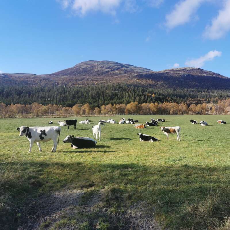 Eine Herde Kühe, einige stehend und einige liegend, grasen friedlich auf einer grünen Wiese unter blauem Himmel, mit Bergen und Bäumen im Hintergrund.