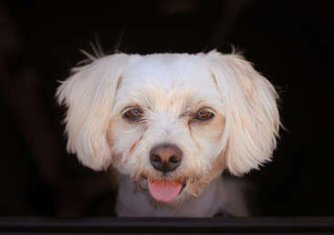 Un petit chien blanc pelucheux aux yeux marron clair regarde directement l'appareil photo, sa langue rose dépassant légèrement, entouré d'un arrière-plan sombre et flou.