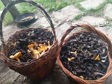 Duas cestas de vime estão cheias de cogumelos silvestres, a maioria de cor escura, com alguns amarelos. Elas estão colocadas ao ar livre, sobre pedras e grama.