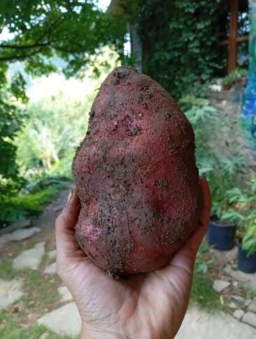 Uma mão segura uma batata-doce grande, recém-colhida e coberta de terra, com um jardim verdejante e um caminho de pedras naturais visíveis no fundo desfocado.