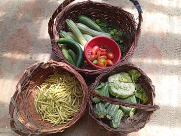 Três cestas de vime têm legumes frescos: feijão amarelo, abobrinhas, repolho, pepinos e uma tigela vermelha com tomates. Tudo isso está em cima de um tapete estampado.