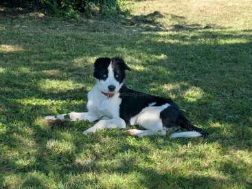 Un chien noir et blanc aux yeux bleus remarquables est couché sur l'herbe dans une cour ombragée et ensoleillée. Il a l'air alerte et détendu et porte un collier rouge.