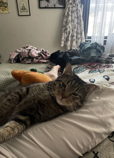 Eine getigerte Katze macht es sich auf einem Bett neben einer Person gemütlich. Kleidung und Decken liegen verstreut herum, Sonnenlicht fällt durch das Fenster und an der Wand ist ein Bild zu sehen.