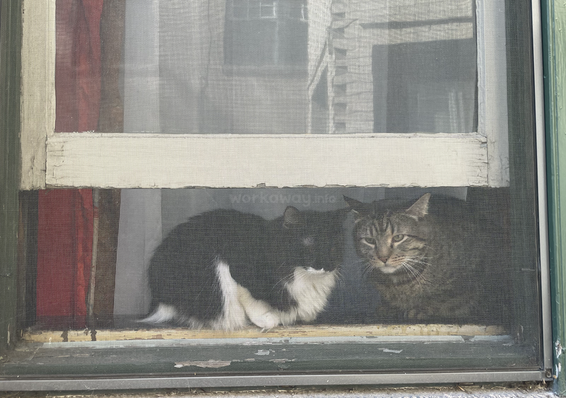 Zwei Katzen sitzen hinter einem Fliegengitter: eine schwarz-weiß, die andere getigert. Beide blicken nach draußen, eingerahmt von abgenutztem Holz und weichen, gedeckten Vorhängen.