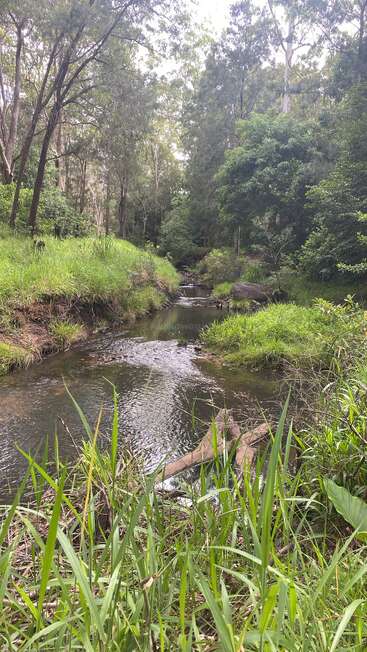 A calm creek winds through lush green grass and tall trees, creating a peaceful forest scene. The sunlight gently lights the tranquil natural setting.