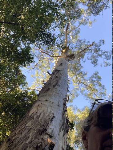 A tall tree reaches upward, its peeling bark prominent. Green leaves contrast against the clear blue sky. Part of a woman's face and glasses appear below.