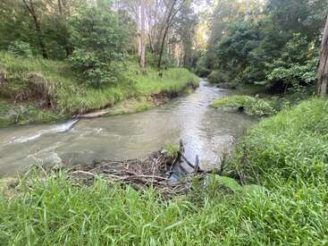 A gentle stream winds through a lush, green forest. Tall trees and thick grass line the banks, creating a peaceful and serene natural scene.