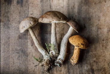 Four wild mushrooms, three with brown caps and one with an orange cap, rest on a rustic wooden surface, roots and moss still attached.