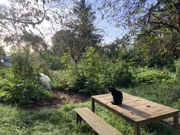 A black cat sits on a wooden picnic table in a lush, green garden. Sunlight filters through trees, creating a peaceful, serene outdoor scene.