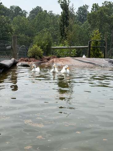 Three white ducks swim together on a small pond, surrounded by greenery, a fence, and plants, enjoying a peaceful day outdoors in nature.