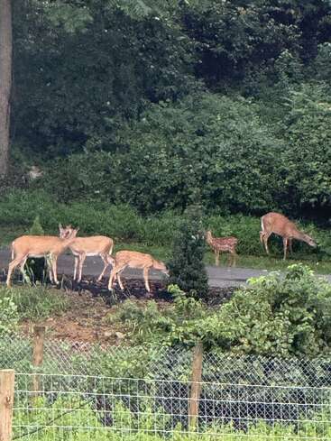 A small herd of deer, including adults and spotted fawns, grazes near a wooded area behind a wire fence, surrounded by lush greenery and trees.