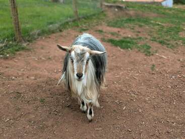 A long-haired goat stands on a patch of bare, brown dirt in a fenced outdoor area. The background shows green grass and a wire fence.