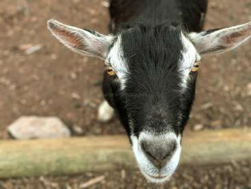 A curious black and white goat looks directly at the camera, standing behind a wooden log with a dirt ground and a rock in the background.