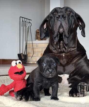 Um grande cão preto senta-se protetoramente atrás de um pequeno filhote de cachorro preto. Ao lado deles há um brinquedo Elmo vermelho. Eles estão dentro de casa em um cobertor branco macio.