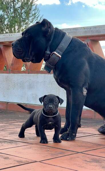 Um grande cão preto e um pequeno filhote de cachorro preto estão juntos em um pátio de azulejos. O cachorro grande parece protetor, enquanto o filhote encara a câmera com curiosidade.