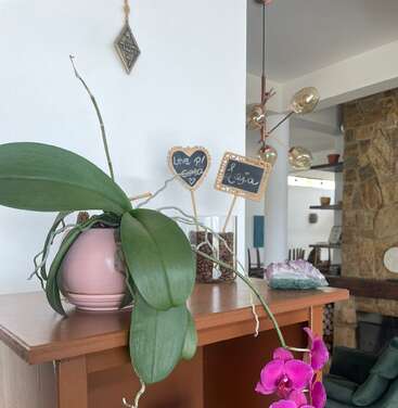 Una orquídea rosa en maceta con vibrantes flores moradas cuelga sobre una estantería de madera, rodeada de carteles decorativos, tarros y acogedores elementos modernos de decoración para el hogar.
