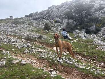Un perro marrón permanece alerta en una ladera rocosa salpicada de vegetación. Cerca de allí, una persona está sentada, con una chaqueta puesta, de espaldas, bajo un cielo nublado.