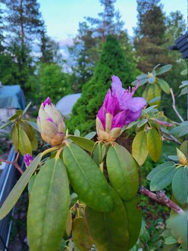 A close-up of a rhododendron plant with fresh green leaves and pink flowers beginning to bloom, set against a lush, green forested background.
