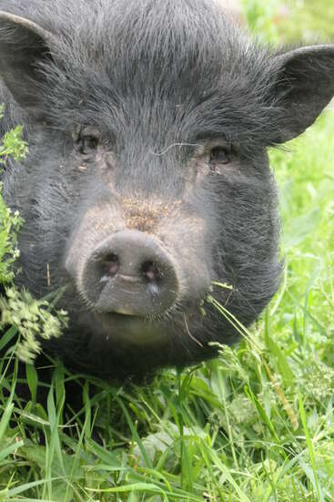 Primer plano de la cara de un cerdo negro, rodeado de hierba verde y plantas, con expresión curiosa, hocico visible y ojos pequeños y atentos al aire libre.