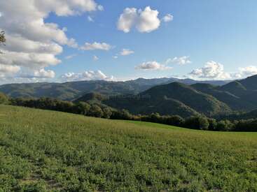 A lush green field stretches gently towards rolling forested hills, framed by a bright blue sky dotted with fluffy white clouds on a peaceful day.