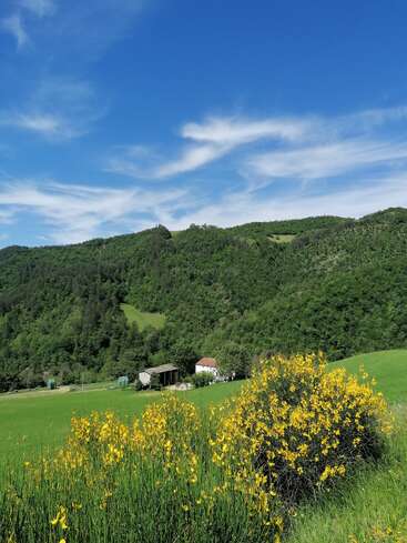 A serene countryside scene with lush green hills, a small white house, vibrant yellow wildflowers in the foreground, and a bright blue sky overhead.