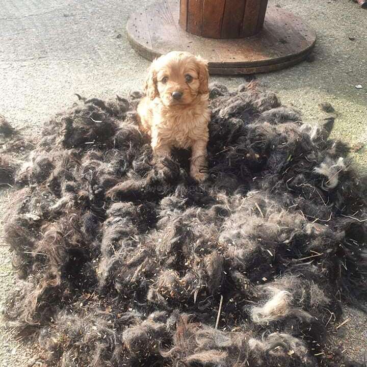La imagen muestra un pequeño cachorro de color marrón claro sentado sobre un gran montón de pelo marrón oscuro, con un carrete de madera visible al fondo.