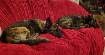 L'image montre deux chiens couchés sur le sol, l'un tourné vers la gauche et l'autre vers la droite, la tête en haut et la queue en bas, dans une pièce au sol en bois.