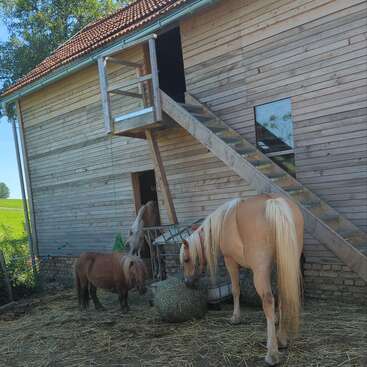 Un granero de madera con una escalera, tres caballos -un poni y dos más grandes- de pie sobre paja, comiendo heno. El entorno parece tranquilo, rural e iluminado por el sol.