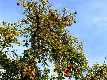 Ein hoher Apfelbaum streckt sich dem strahlend blauen Himmel entgegen, seine Äste sind schwer beladen mit reifen, roten Äpfeln und üppig grünen Blättern, die sich im Sonnenlicht aalen.